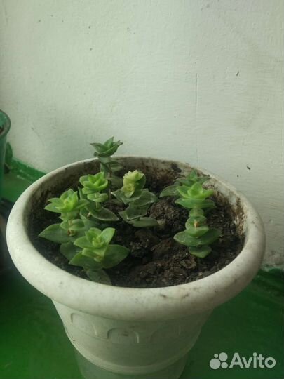 Комнатные цветы