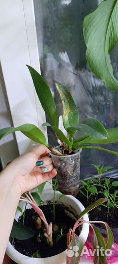 Комнатные цветы