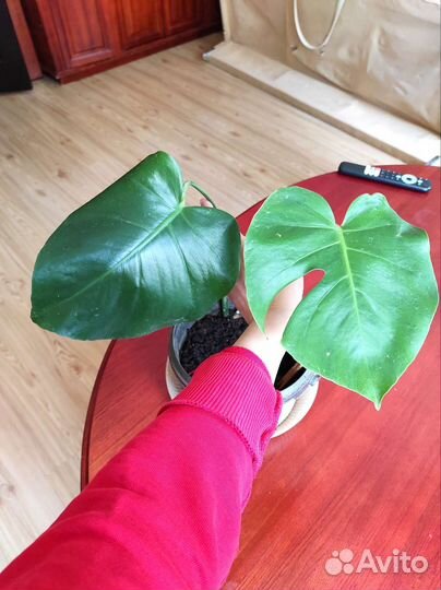 Монстерочка красавица