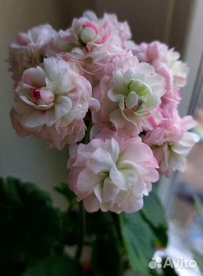 Пеларгония April Snow