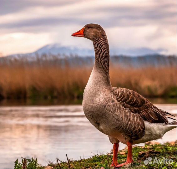 Гусь вяленый