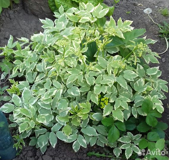 Кустарники, цветы для сада