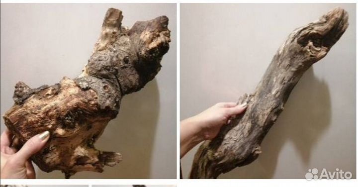 Коряги (много)