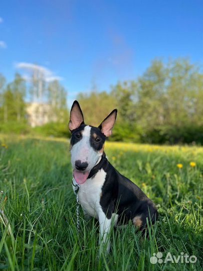 Стандартный бультерьер