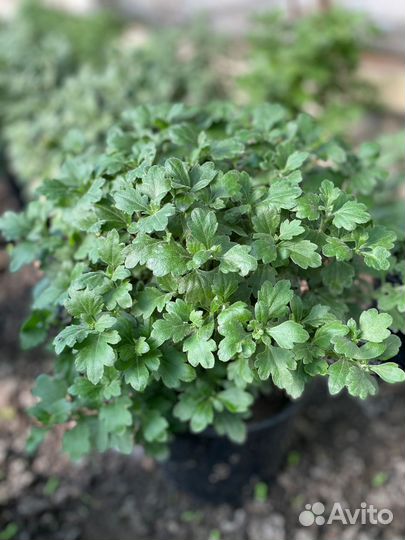 Хризантемы мультифлора