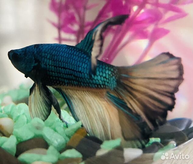 Аквариум+рыбка (петушок), грунт