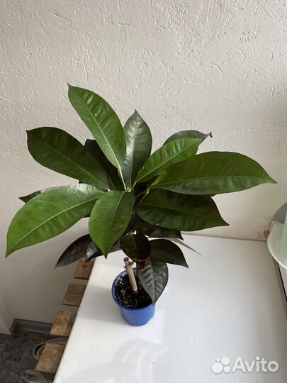 Кротон миссис айстон