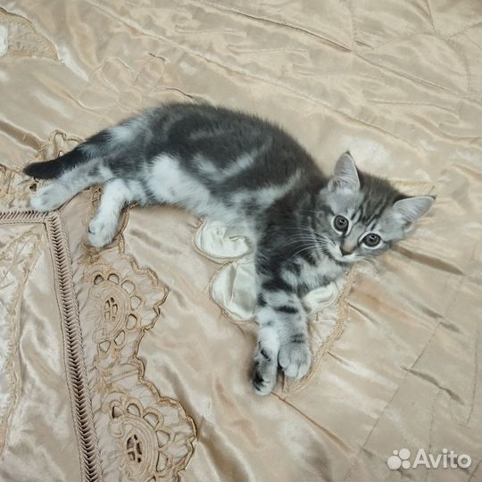 Шотландская кошечка