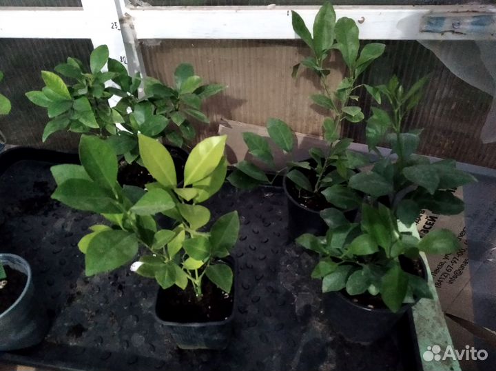 Растения комнатные и цитрусы