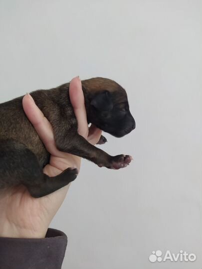 Щенки таксы