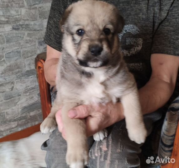 Щенки алабая