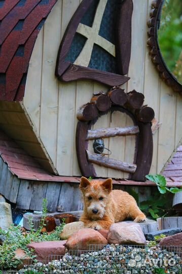 Норвич терьер