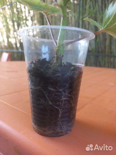 Пеларгония тюльпановидная 