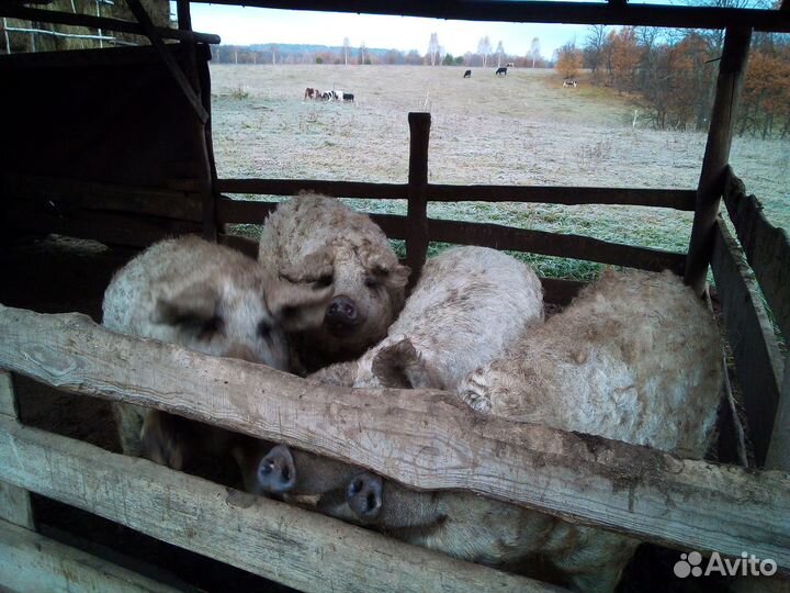 Венгерская мангалица