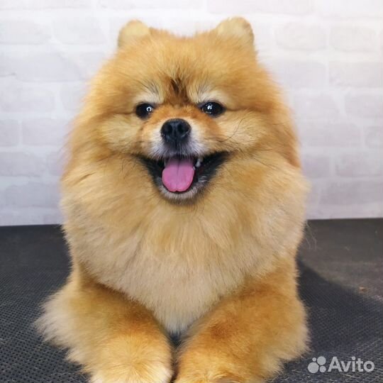 Померанский шпиц вязка кобель