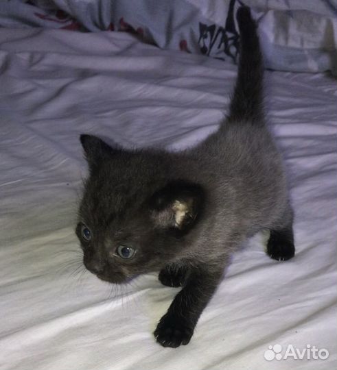 Котята