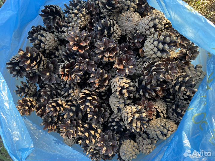 Шишки сосновые для поделок