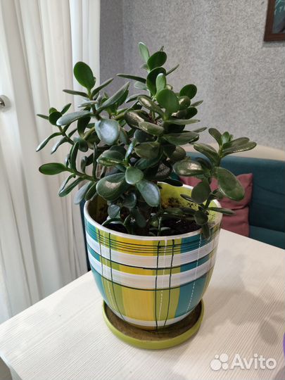 Толстянка, денежное дерево