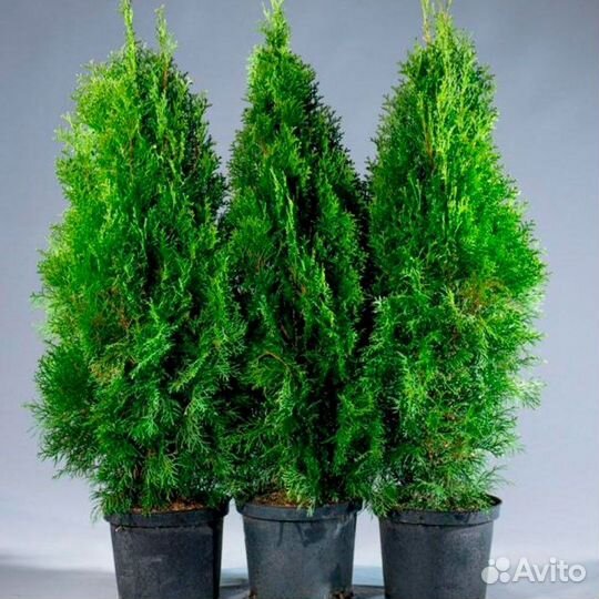 Комплектовщик упаковщик (вахта, растения)