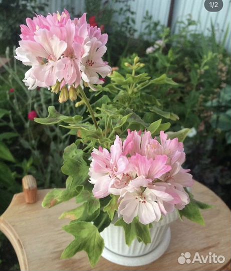 Сортовые пеларгонии