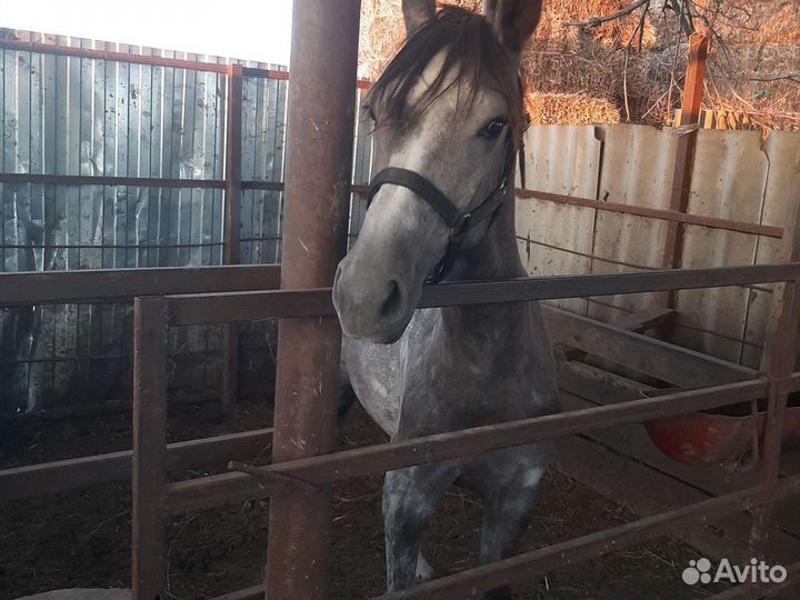 Орловская кобылка