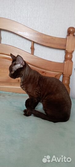 Кот девон-рекс