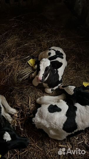 Молочная ферма