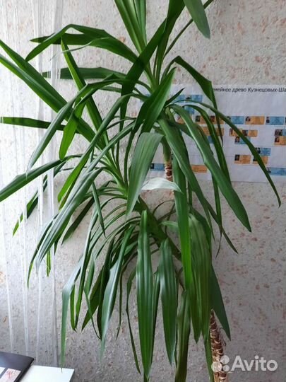 Пальма юкка