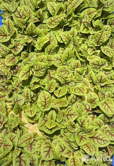 Щавель Кровавая Мэри