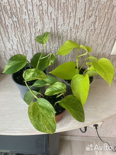 Сциндапсус