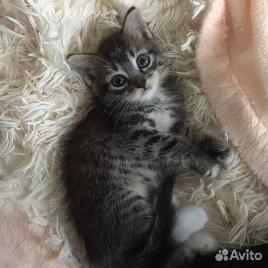 Кошечка