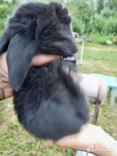 Продам кроликов породы французский баран