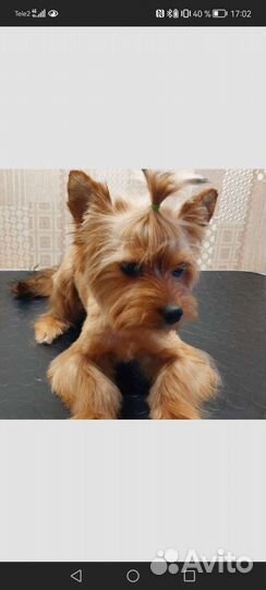 Йоркширский терьер вязка мальчик