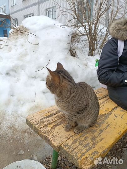 Котик