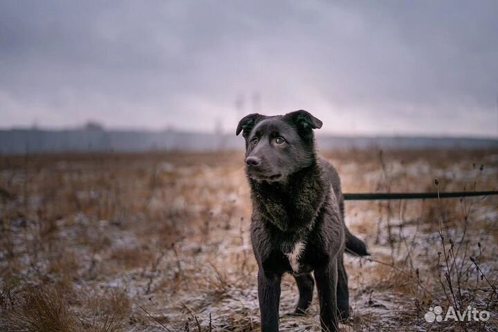 Дружелюбная собачка Смоли хочет стать домашней