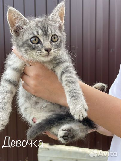 Котята в добрые руки 2 месяца