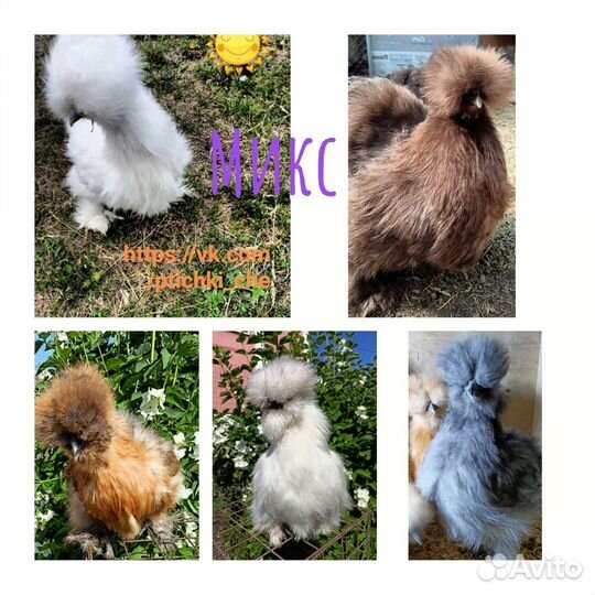 Инкубационное яйцо.Цыплята под заказ