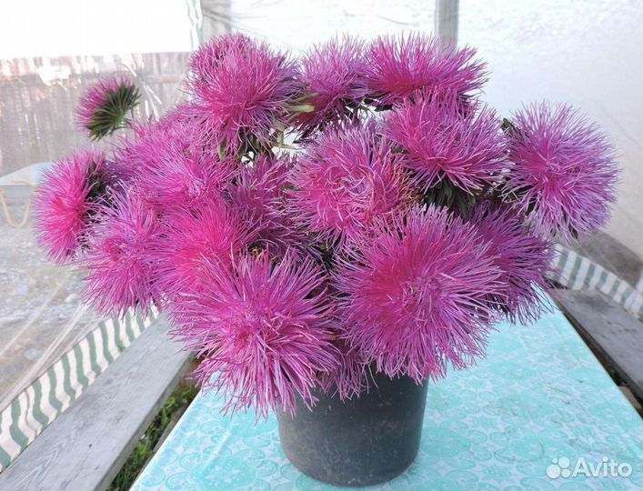 Астра, семена овощей