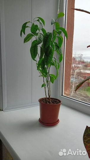 Марокканский мандарин 2 в 1