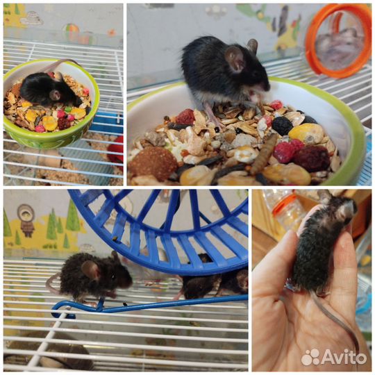 Сатиновые, тексель (декоративные)мыши. Не крысы