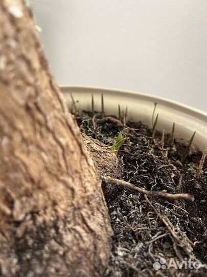 Пальма юкка