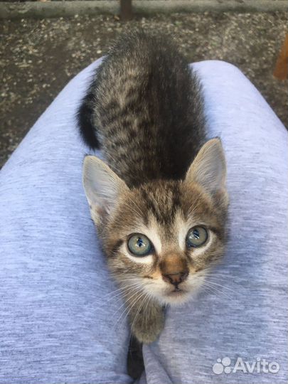 Котики в добрые руки