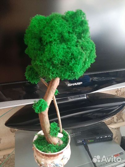 Бонсай дерево из мха стабилизированного