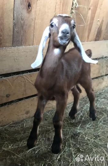 Англо-Нубийский Козлик