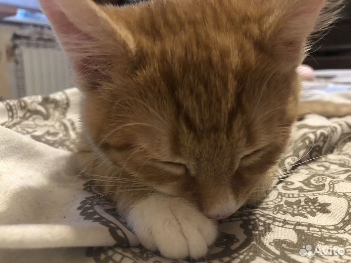 Передержка котов и кошек, присмотр за питомцем