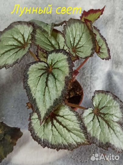 Бегонии королевские,декоративнолиственные