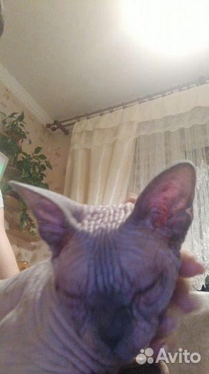 Кошка в дар бесплатно