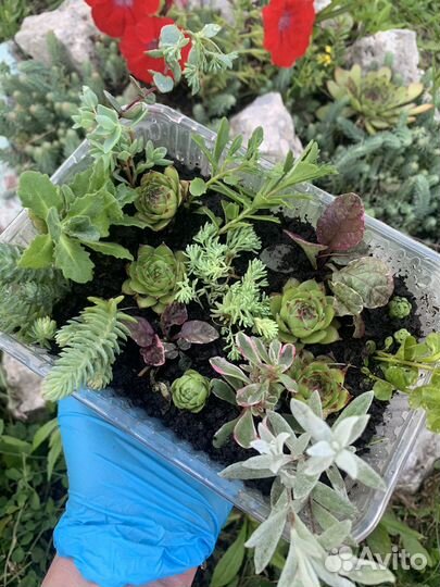 Набор почвопокровных растений