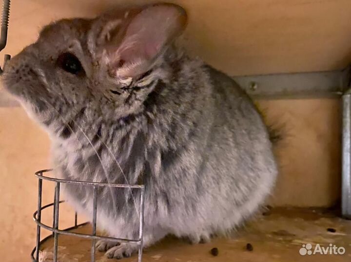 Шиншилла кпа