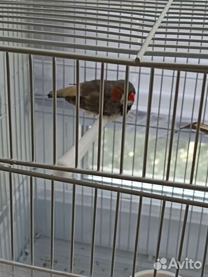 Зебровая крупная амадина